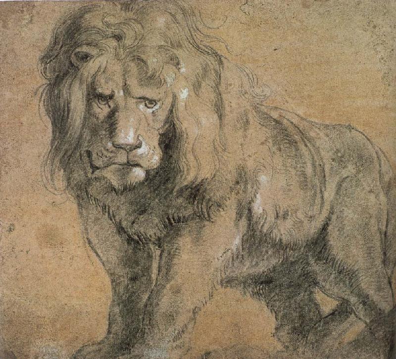 Peter Paul Rubens Standing lion